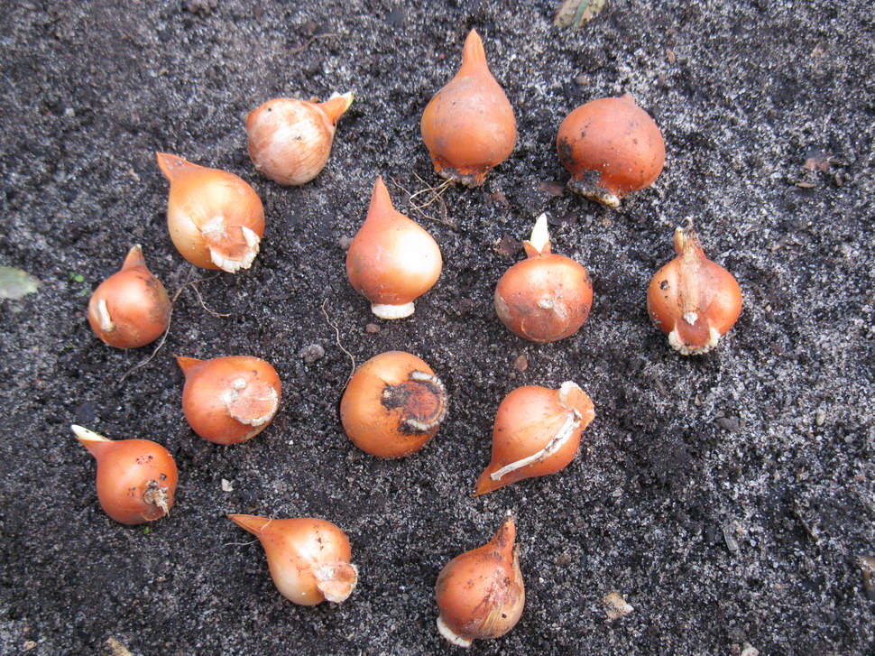 Изображение особи Tulipa urumiensis.