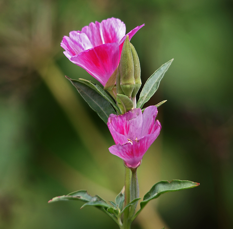 Image of Clarkia amoena specimen.