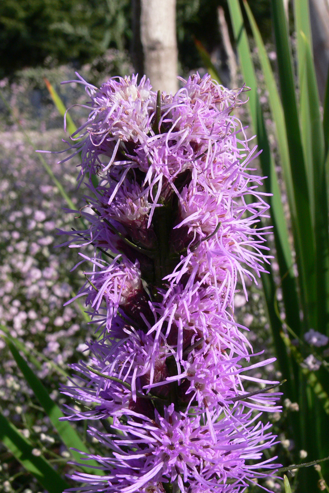 Image of Liatris spicata specimen.