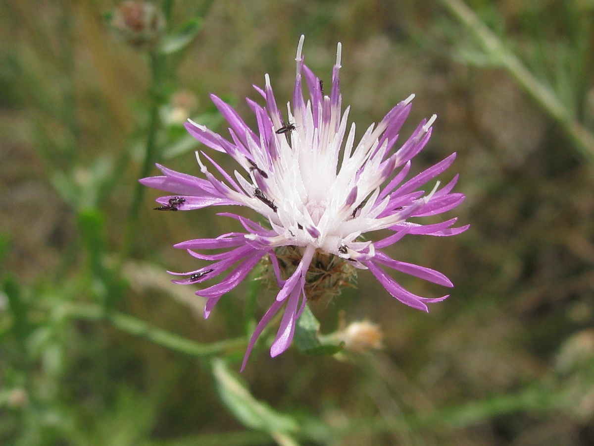 Image of Centaurea biebersteinii specimen.