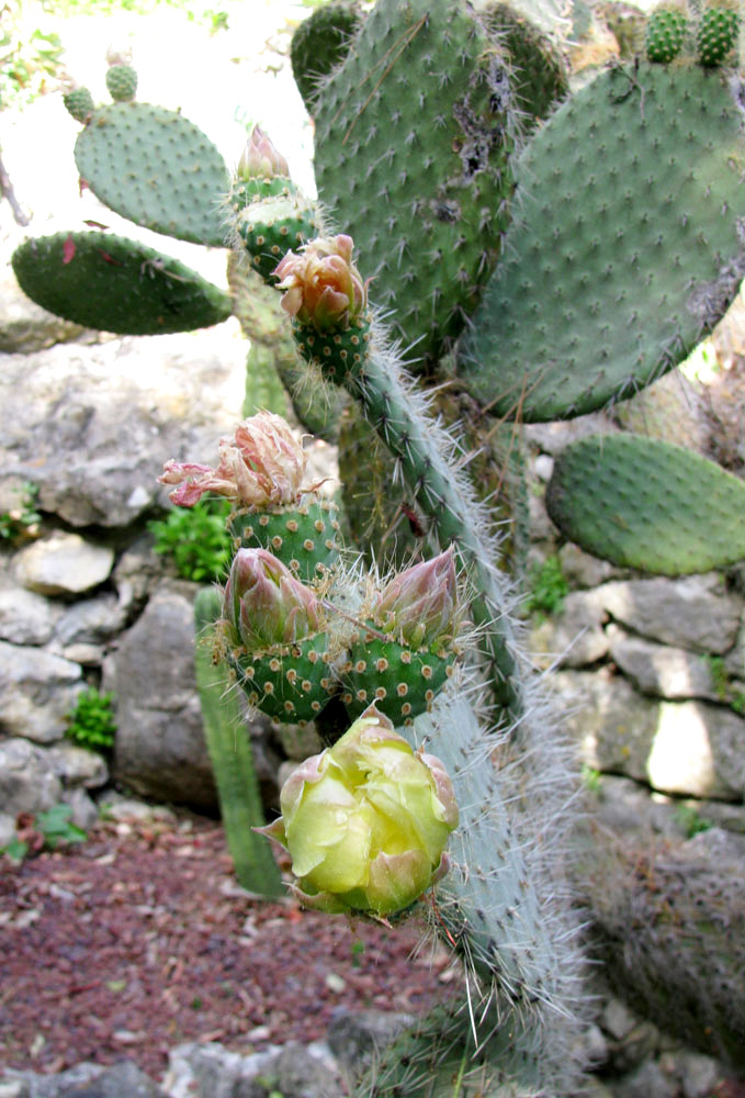 Image of Opuntia leucotricha specimen.