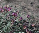 род Astragalus