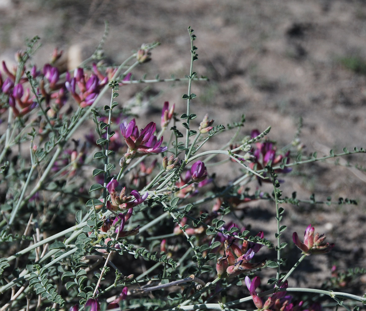 Image of genus Astragalus specimen.