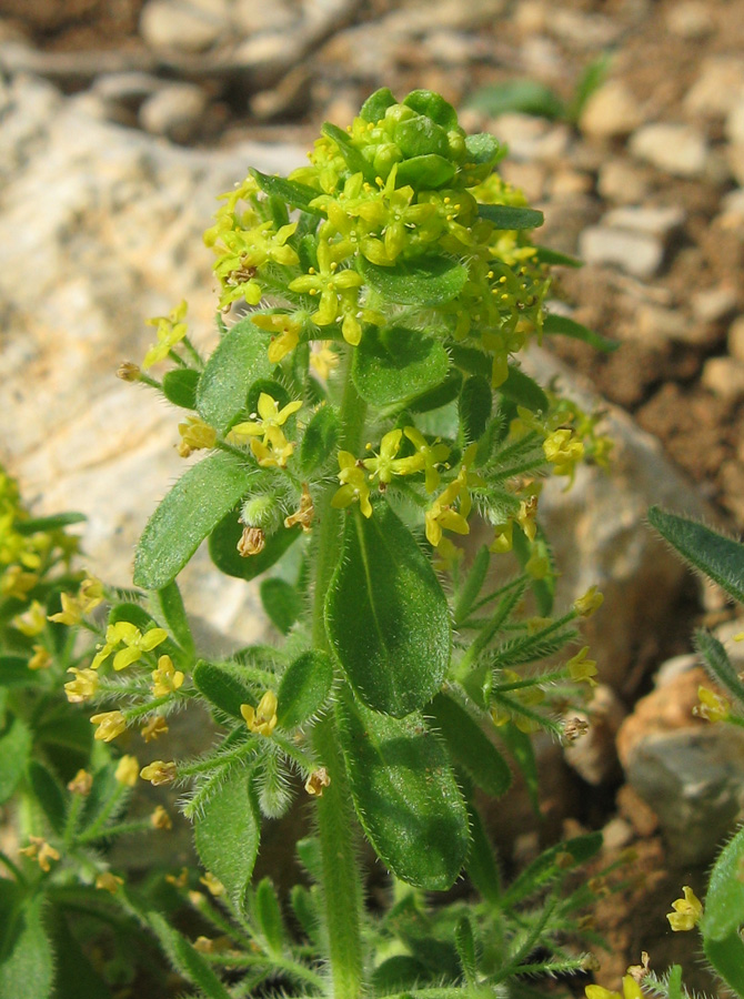 Image of Cruciata taurica specimen.