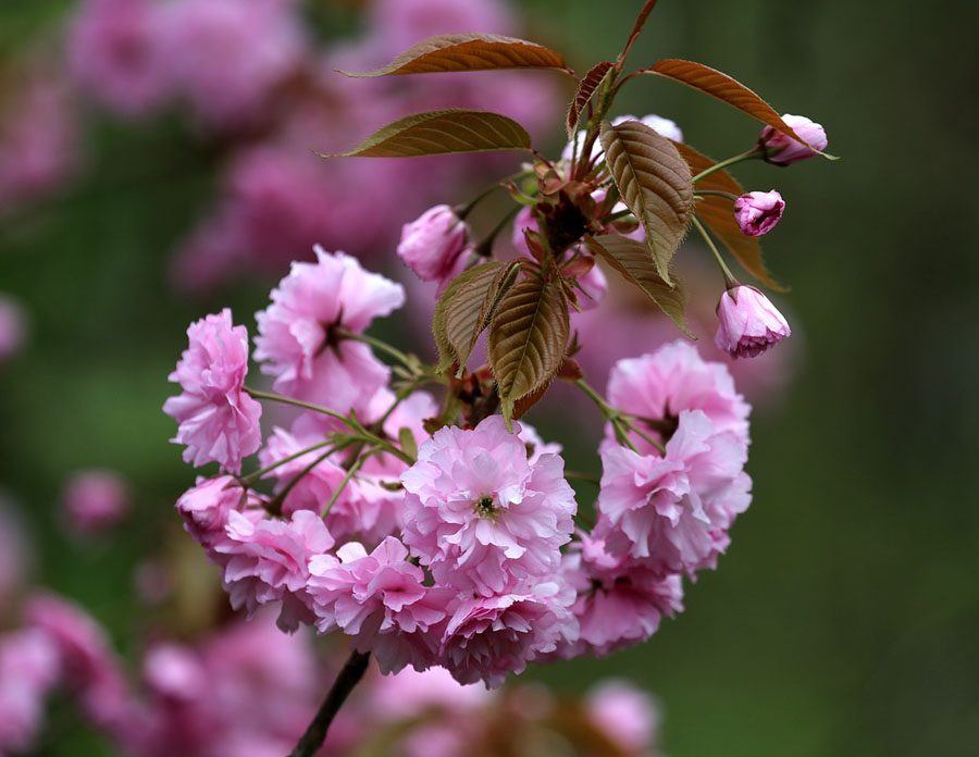 Image of Prunus serrulata specimen.