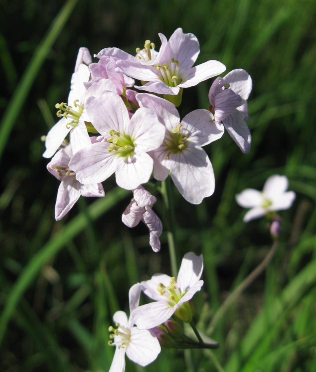 Image of genus Cardamine specimen.