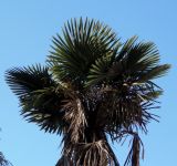 Trachycarpus fortunei