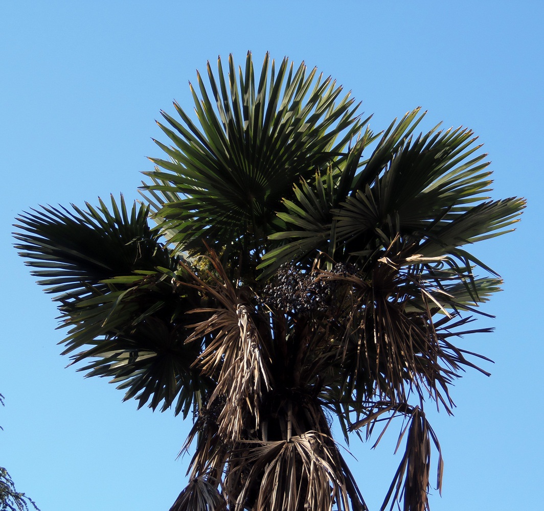 Image of Trachycarpus fortunei specimen.