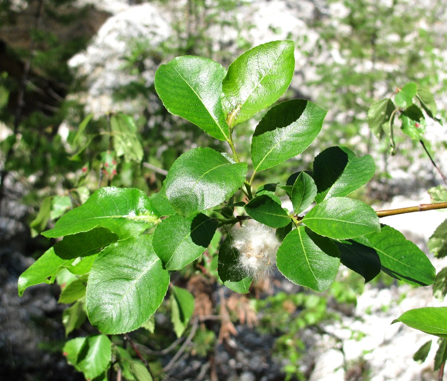 Изображение особи Salix jenisseensis.