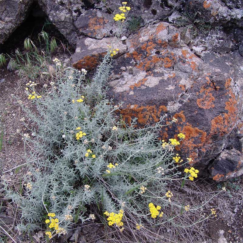 Image of Achillea vermicularis specimen.