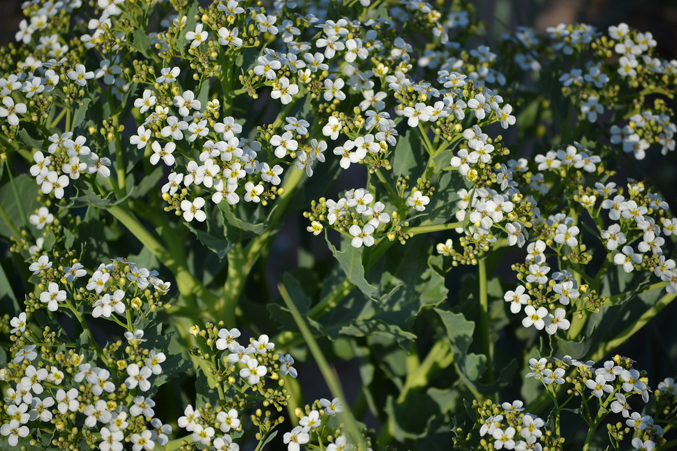 Image of Crambe maritima specimen.