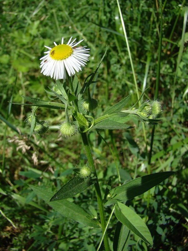 Изображение особи Erigeron annuus.