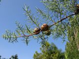 Cupressus arizonica. Верхушка веточки с шишками. Краснодарский край, м/о Анапа, ДОЛ \"Смена\", озеленение. 09.08.2013.