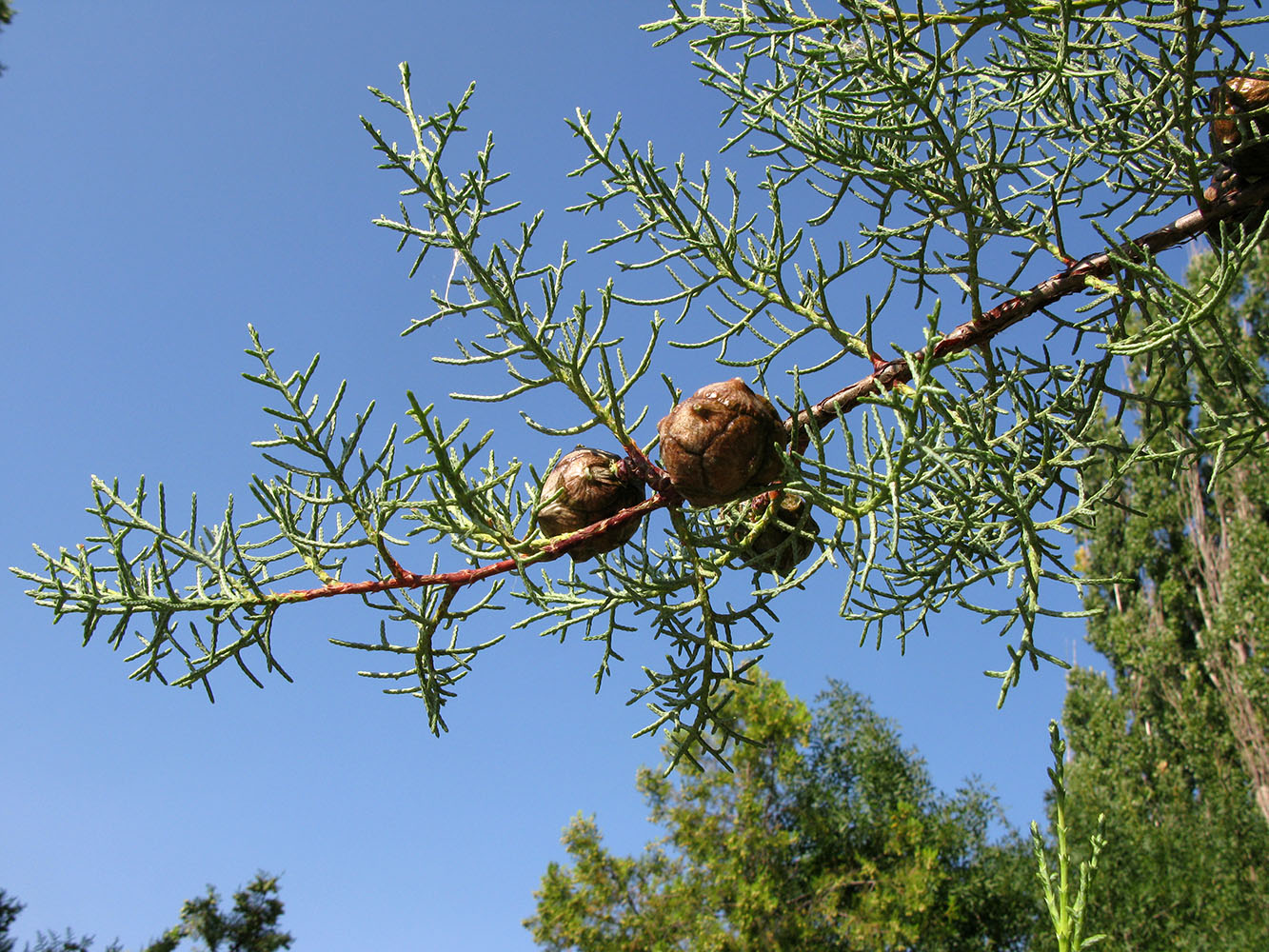 Image of Cupressus arizonica specimen.