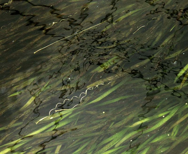 Image of Vallisneria spiralis specimen.