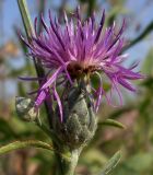 Centaurea adpressa. Распустившееся и нераспустившееся соцветия. Ростовская обл., дельта Дона, Азовский р-н, окр. с. Рогожкино, остепнённый луг. 04.08.2012.