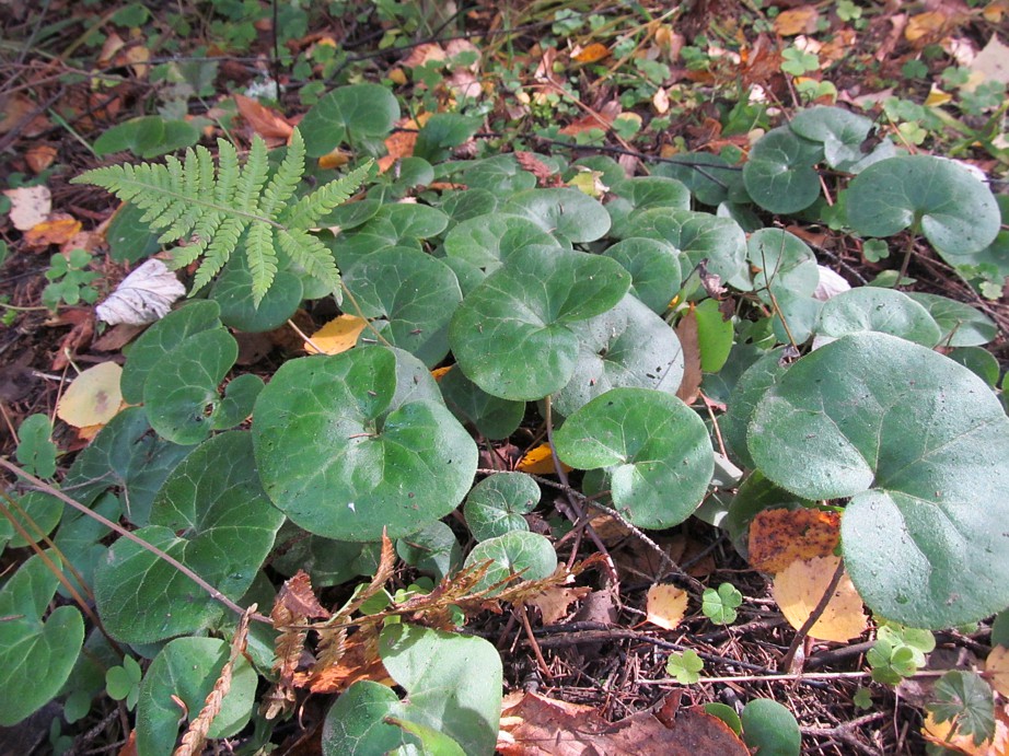 Image of Asarum europaeum specimen.