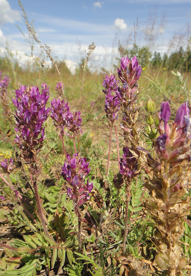 Image of Oxytropis strobilacea specimen.