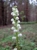 Pyrola minor