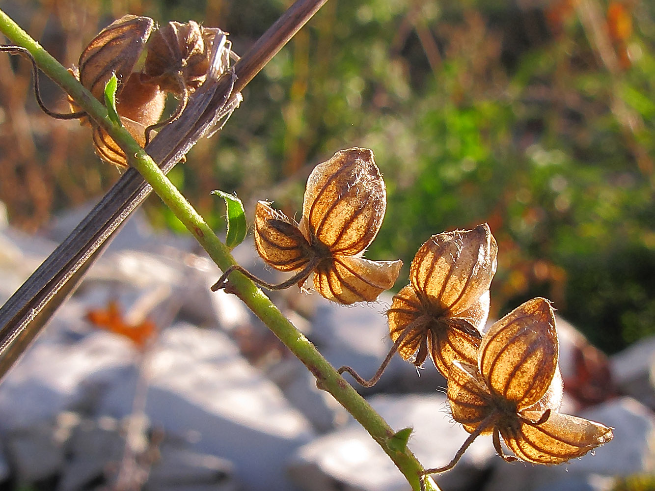 Image of Helianthemum ovatum specimen.