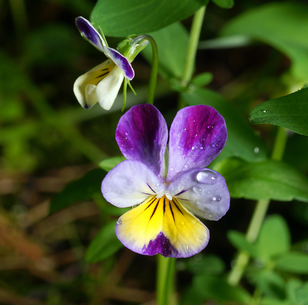 Изображение особи род Viola.