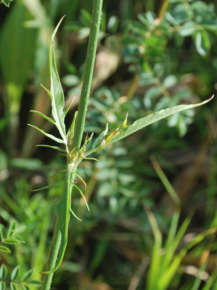 Image of Dipsacus dipsacoides specimen.