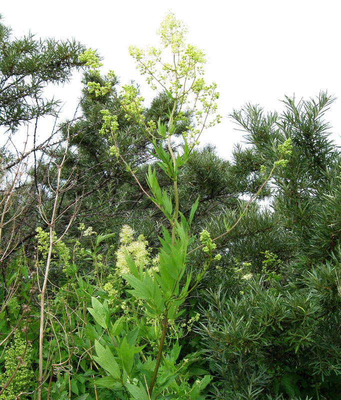 Image of Thalictrum simplex specimen.