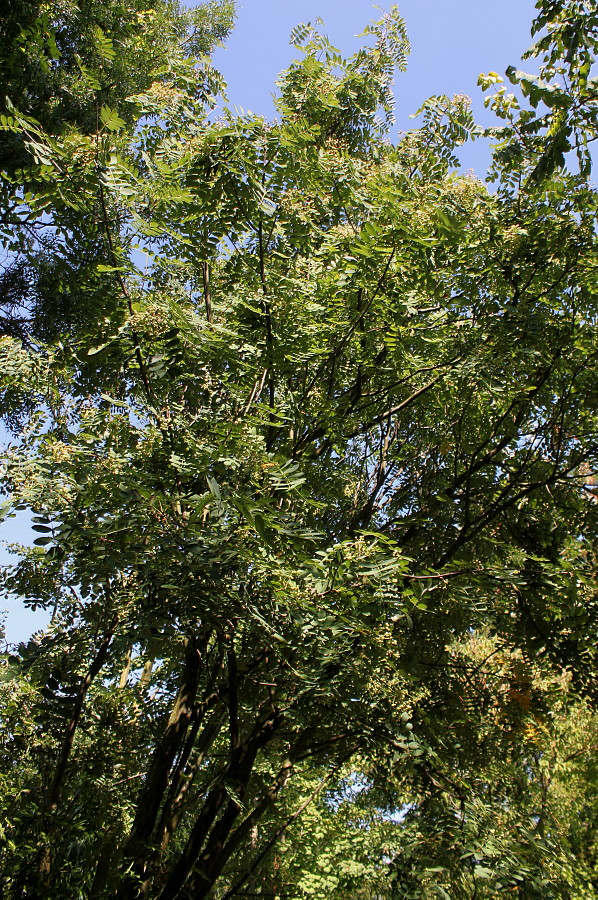 Image of genus Sorbus specimen.