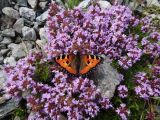 Thymus seravschanicus