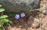 Evolvulus alsinoides. Побег с цветками. Сокотра, вади Айхафт. 05.01.2014.