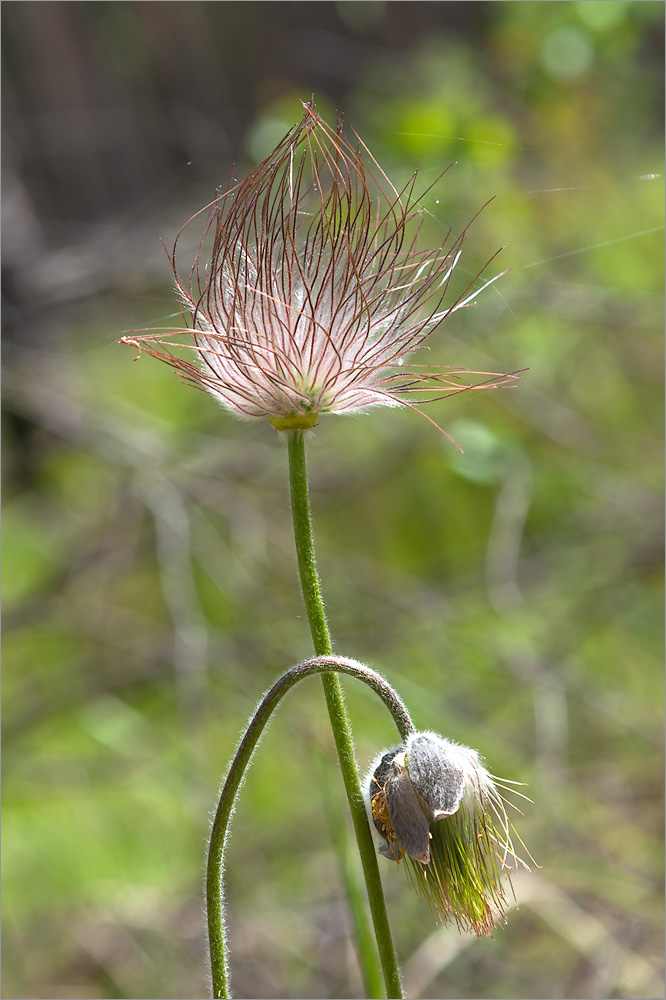 Image of Pulsatilla pratensis specimen.