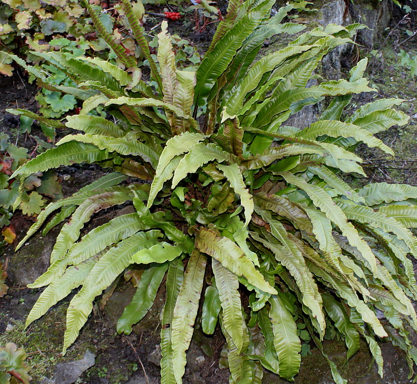 Image of Phyllitis scolopendrium specimen.