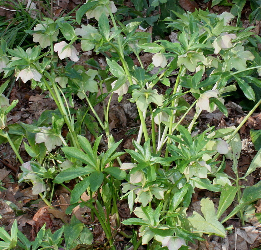 Изображение особи Helleborus caucasicus.