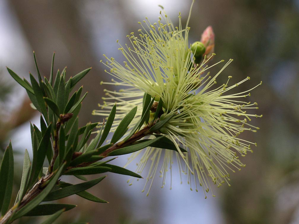 Image of Callistemon viridiflorus specimen.