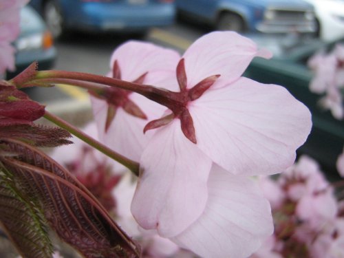 Image of Prunus serrulata specimen.