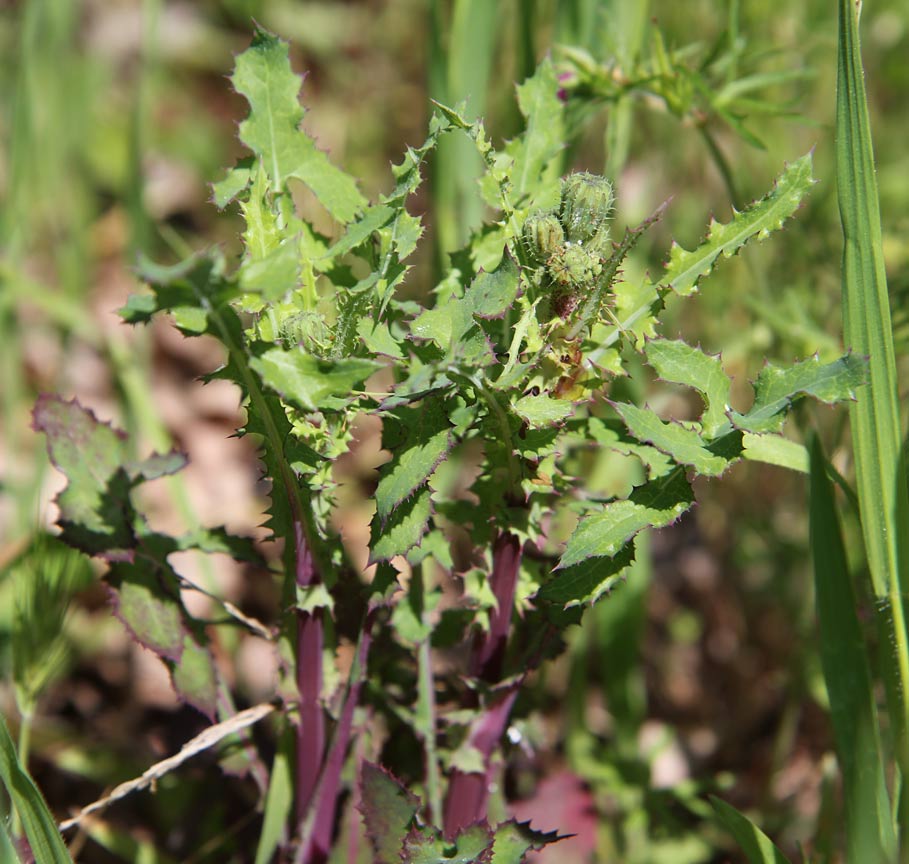 Image of Sonchus oleraceus specimen.