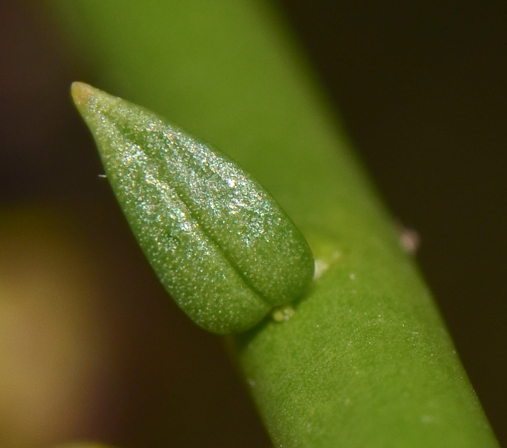 Image of Periploca aphylla specimen.