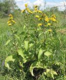 Inula helenium