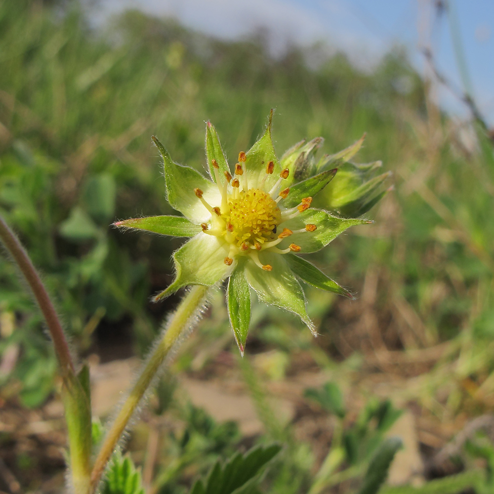 Image of Fragaria viridis specimen.