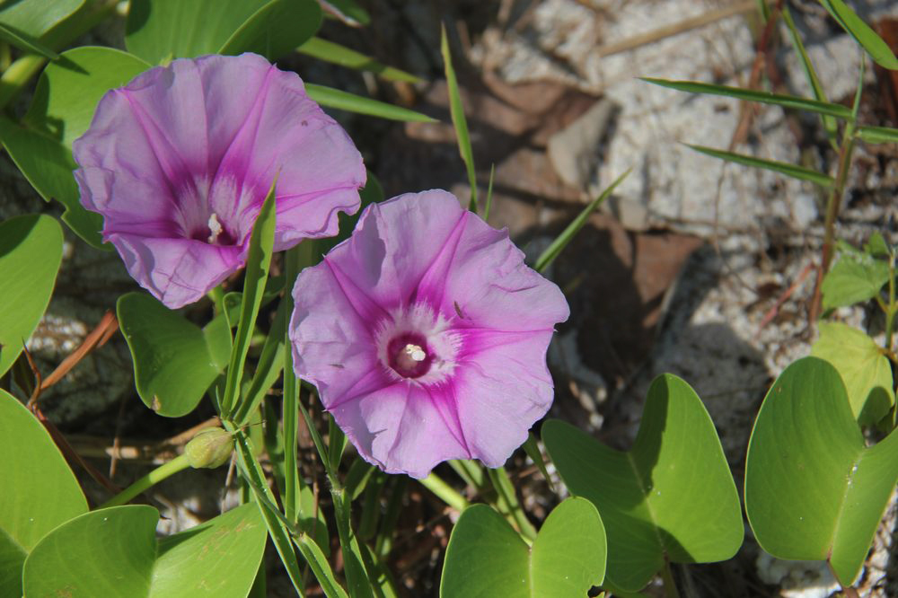 Изображение особи Ipomoea pes-caprae.