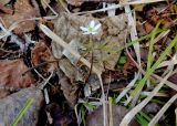 Anemone debilis