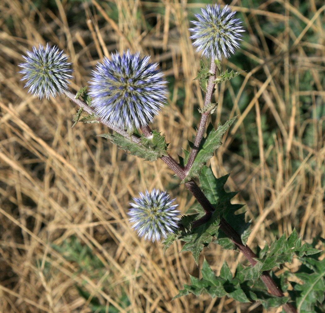 Image of Echinops sphaerocephalus specimen.