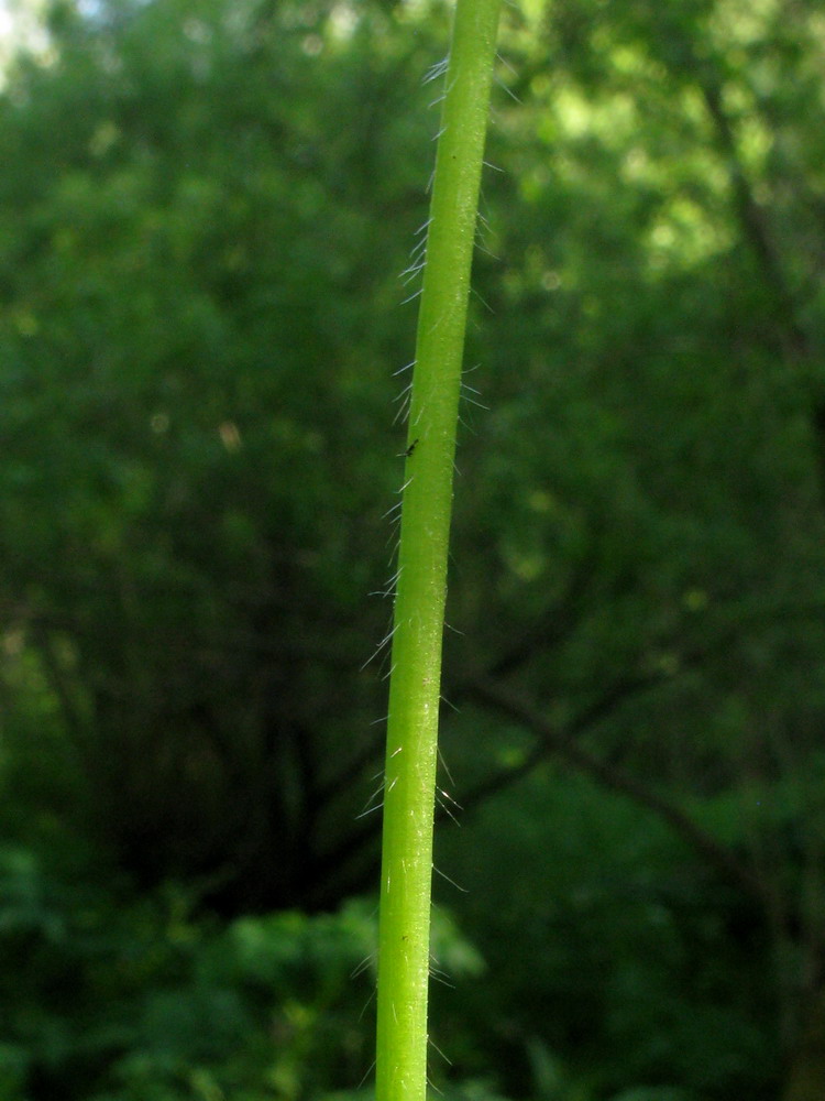 Изображение особи Ranunculus subborealis.