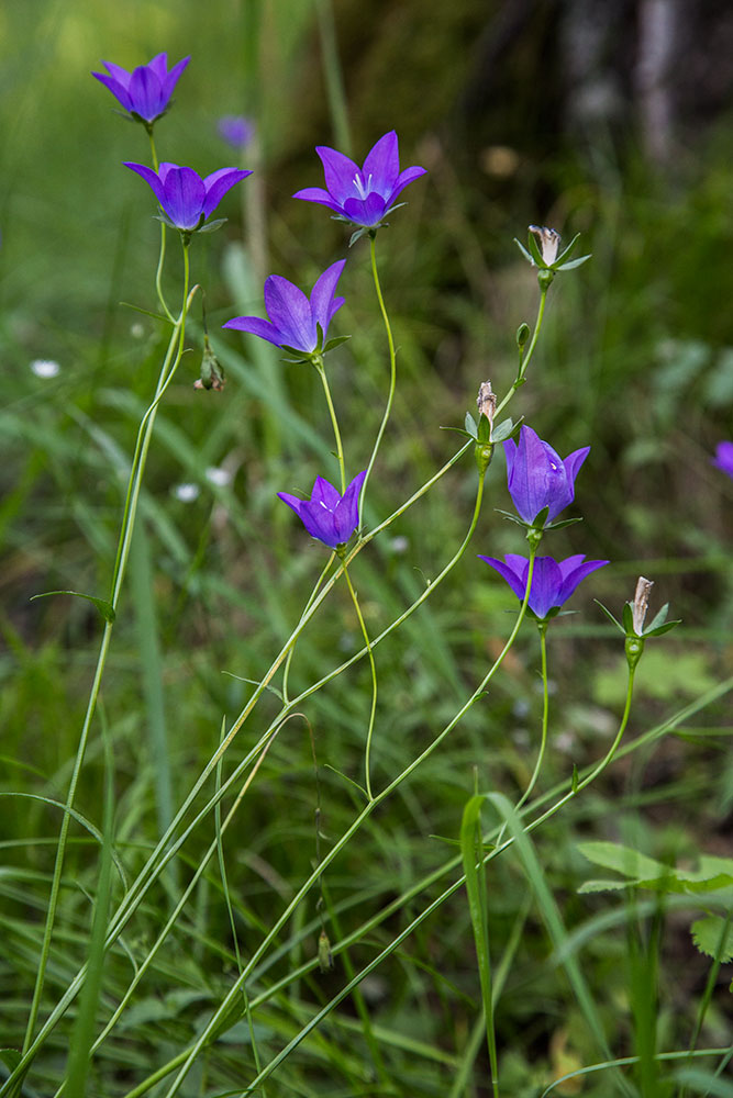 Изображение особи Campanula altaica.