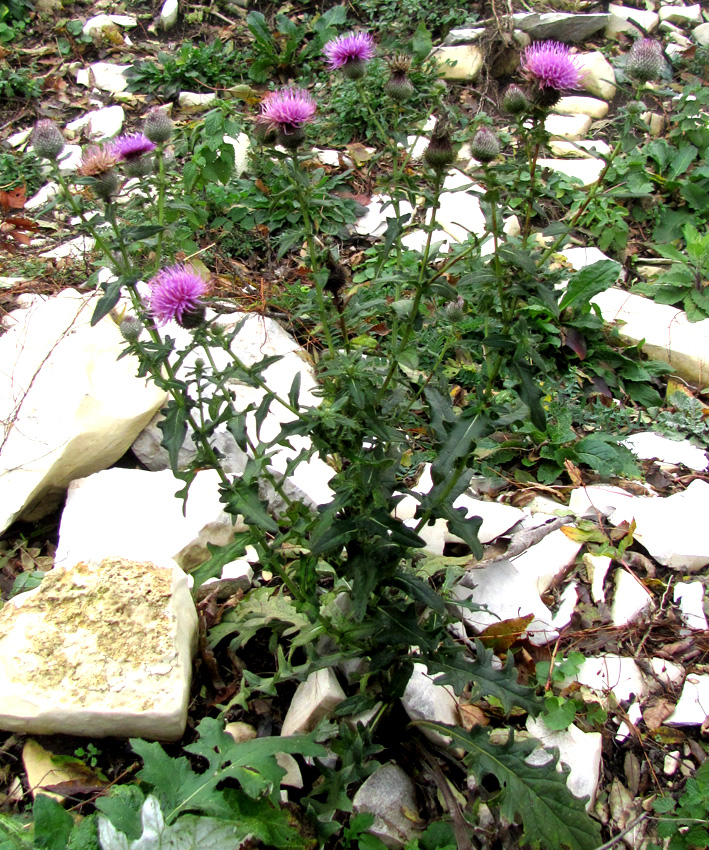 Image of Cirsium euxinum specimen.