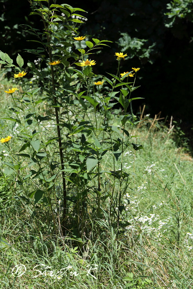 Image of Heliopsis helianthoides ssp. scabra specimen.