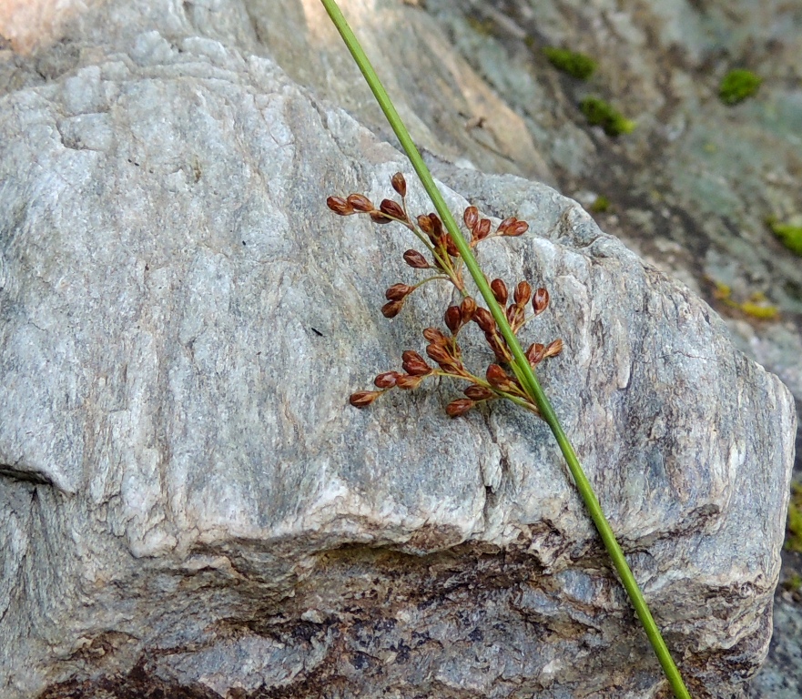 Изображение особи Juncus decipiens.