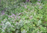 Geranium sylvaticum. Заросли цветущих растений. Кольский п-ов, Восточный Мурман, окр. пос. Дальние Зеленцы, пойма ручья Столбовой. 23.07.2009.