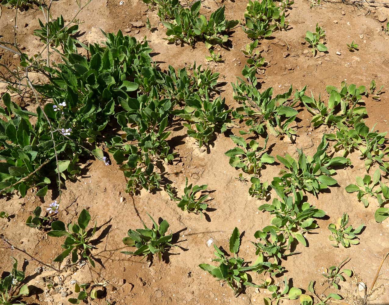 Image of Heterotheca subaxillaris specimen.