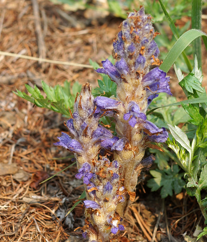 Image of Orobanche coerulescens specimen.